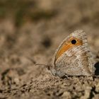 Hyponephele naricoides » Gross's Meadow Brown