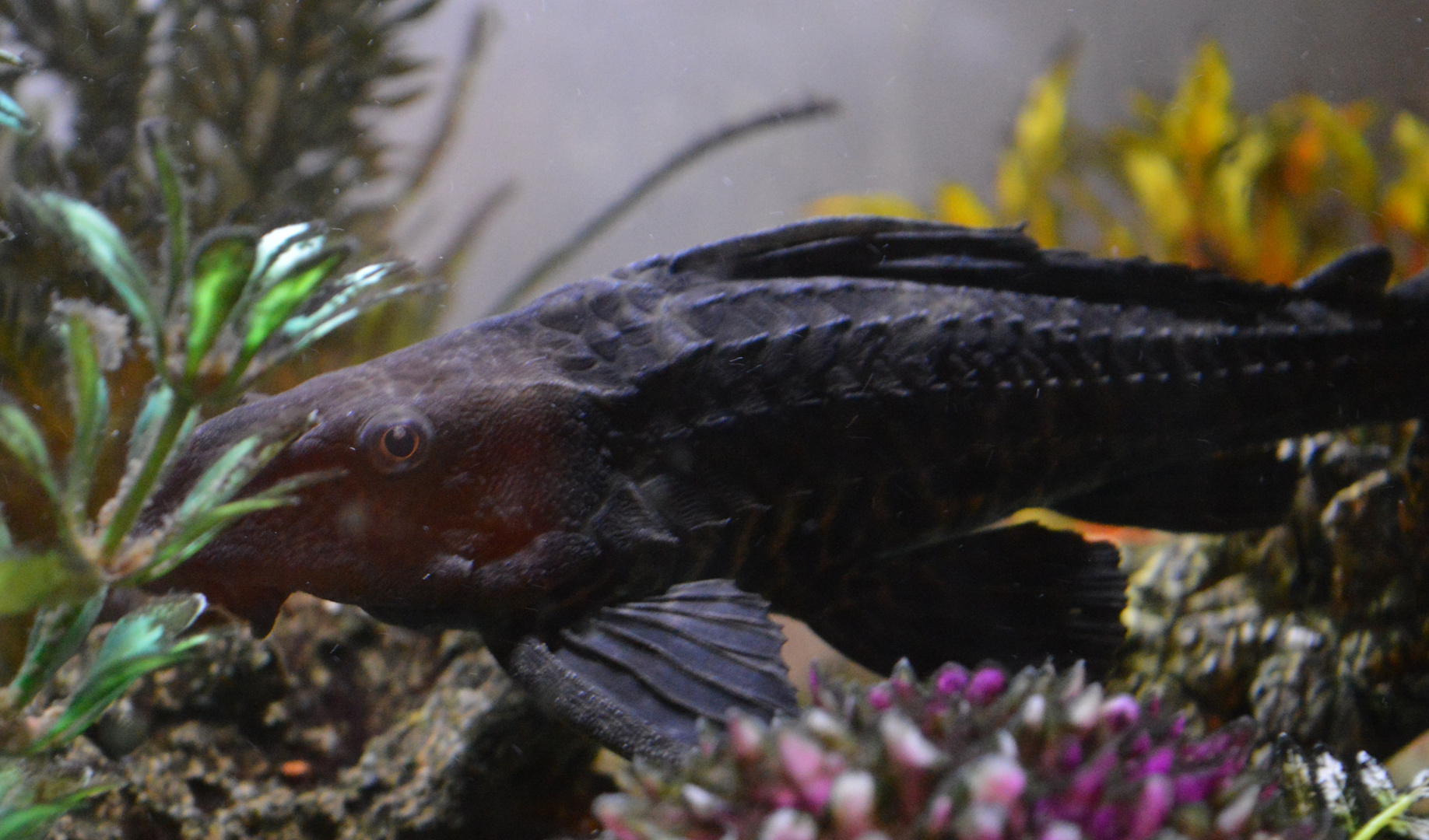 Hypostomus plecostomus