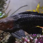 Hypostomus plecostomus