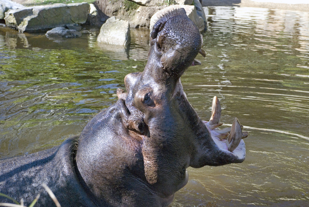 Hyppo à grandes dents