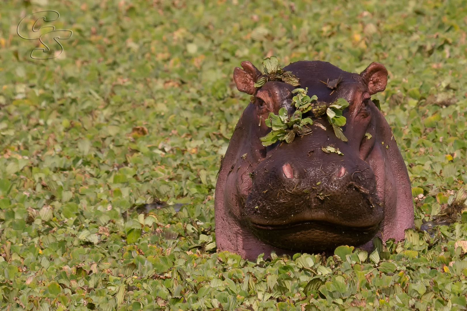 Hyppo im grünen Pool Masai Mara