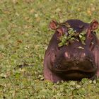 Hyppo im grünen Pool Masai Mara