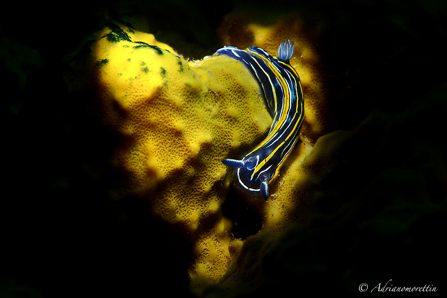 Hypselodoris