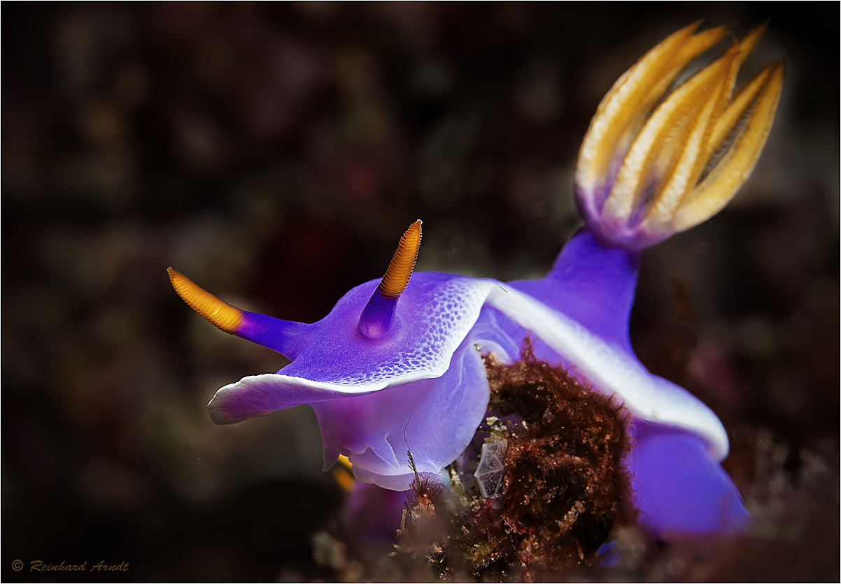 Hypselodoris apolegma