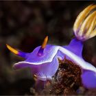 Hypselodoris apolegma