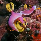 Hypselodoris apolegma - Indonesien - Bangha Island