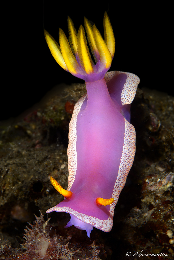 Hypselodoris bullocki