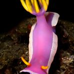 Hypselodoris bullocki