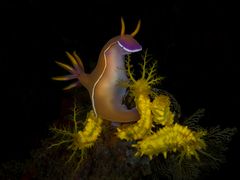 Hypselodoris bullocki auf Colochirus robustus