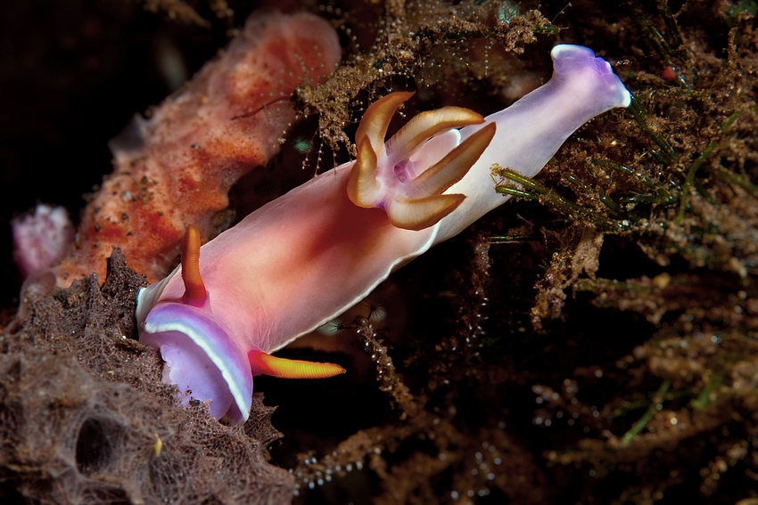 Hypselodoris bullockii - Bullock Sternschnecke (Variabler Prachtstern)