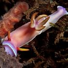 Hypselodoris bullockii - Bullock Sternschnecke (Variabler Prachtstern)