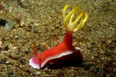 Hypselodoris bullockii