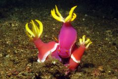 Hypselodoris bullockii