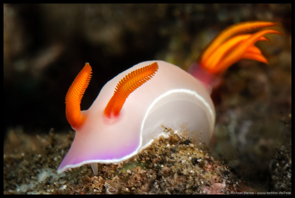 Hypselodoris bullockii