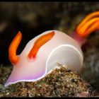 Hypselodoris bullockii