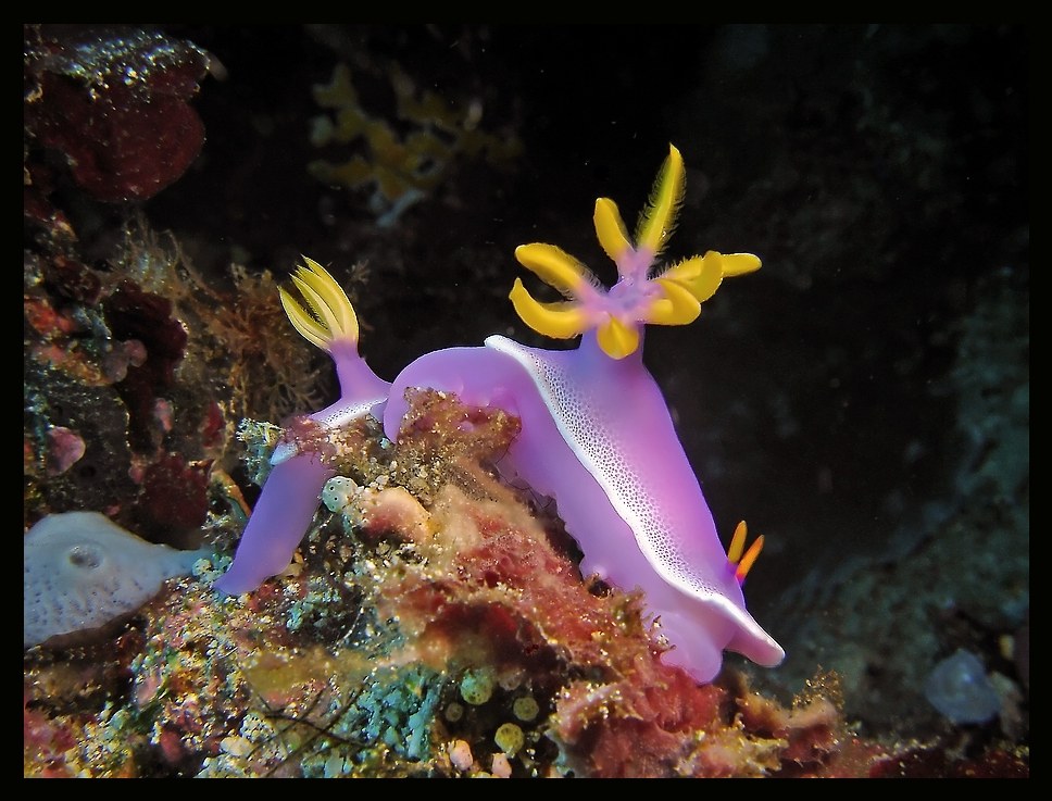 Hypselodoris Bullockii, Sulawesi Mai 2006