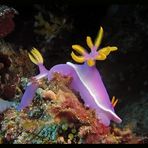 Hypselodoris Bullockii, Sulawesi Mai 2006