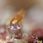 Hypselodoris