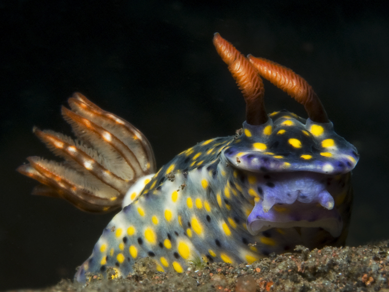 Hypselodoris