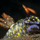 Hypselodoris