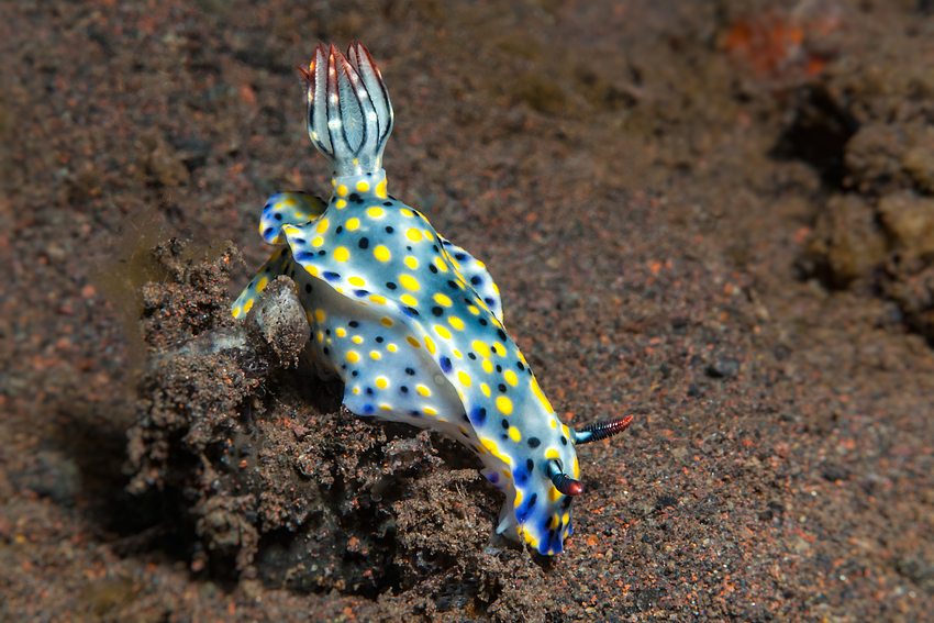 Hypselodoris infucata - Feuer Prachtstern