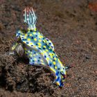 Hypselodoris infucata - Feuer Prachtstern