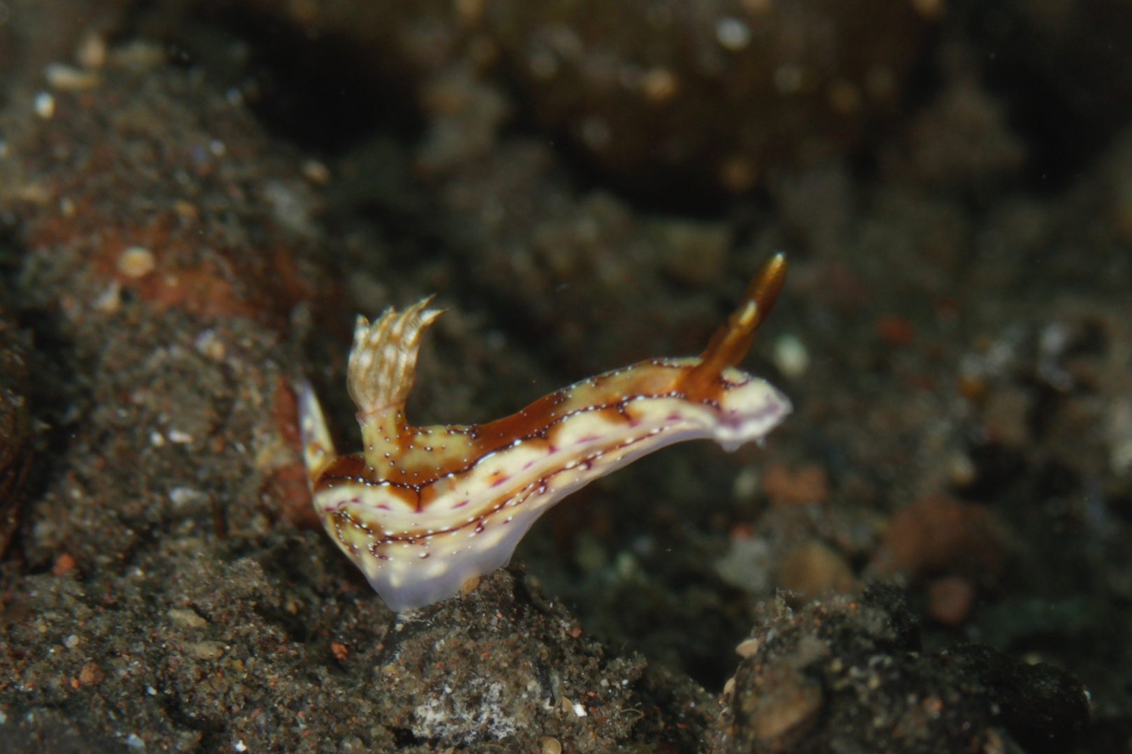 Hypselodoris - maculosa