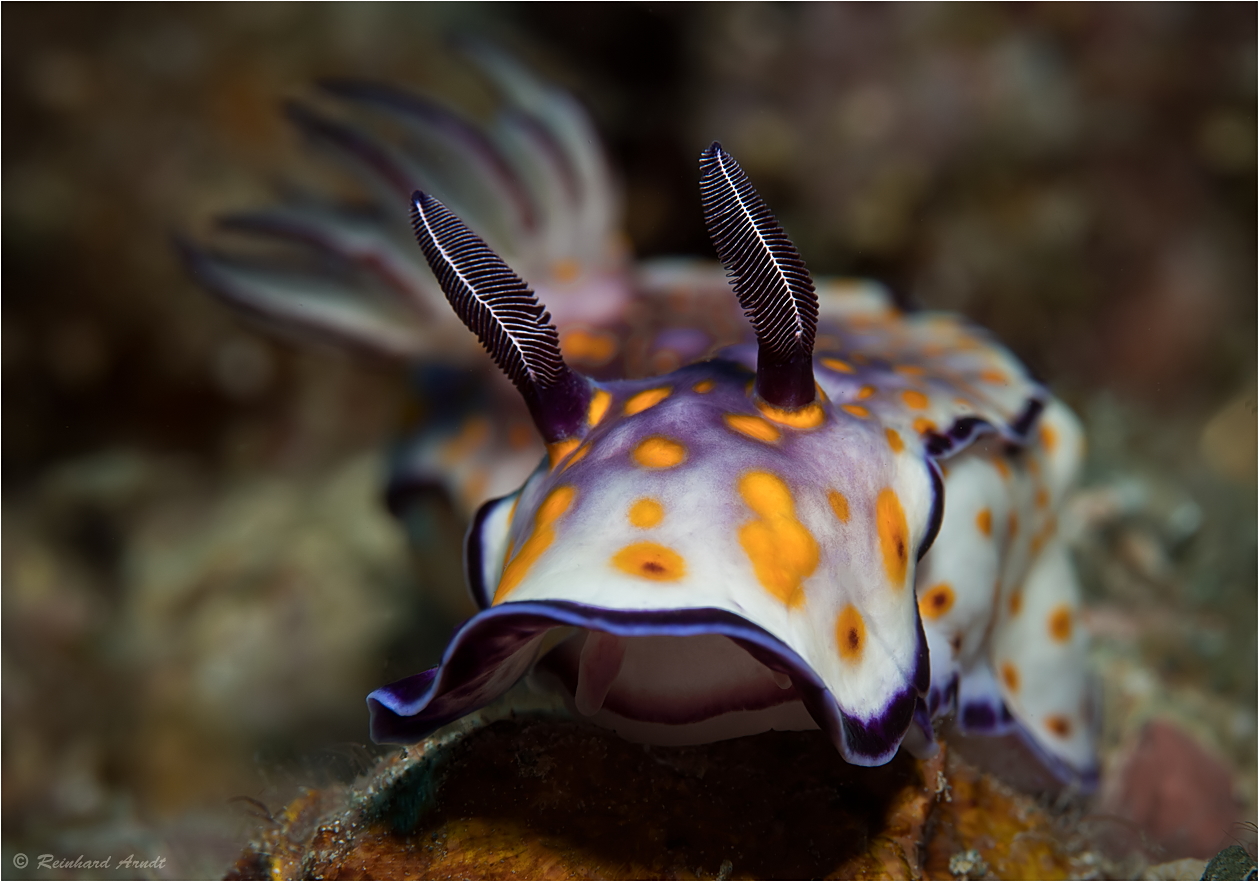 Hypselodoris sp. 12 (2)