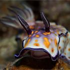 Hypselodoris sp. 12 (2)