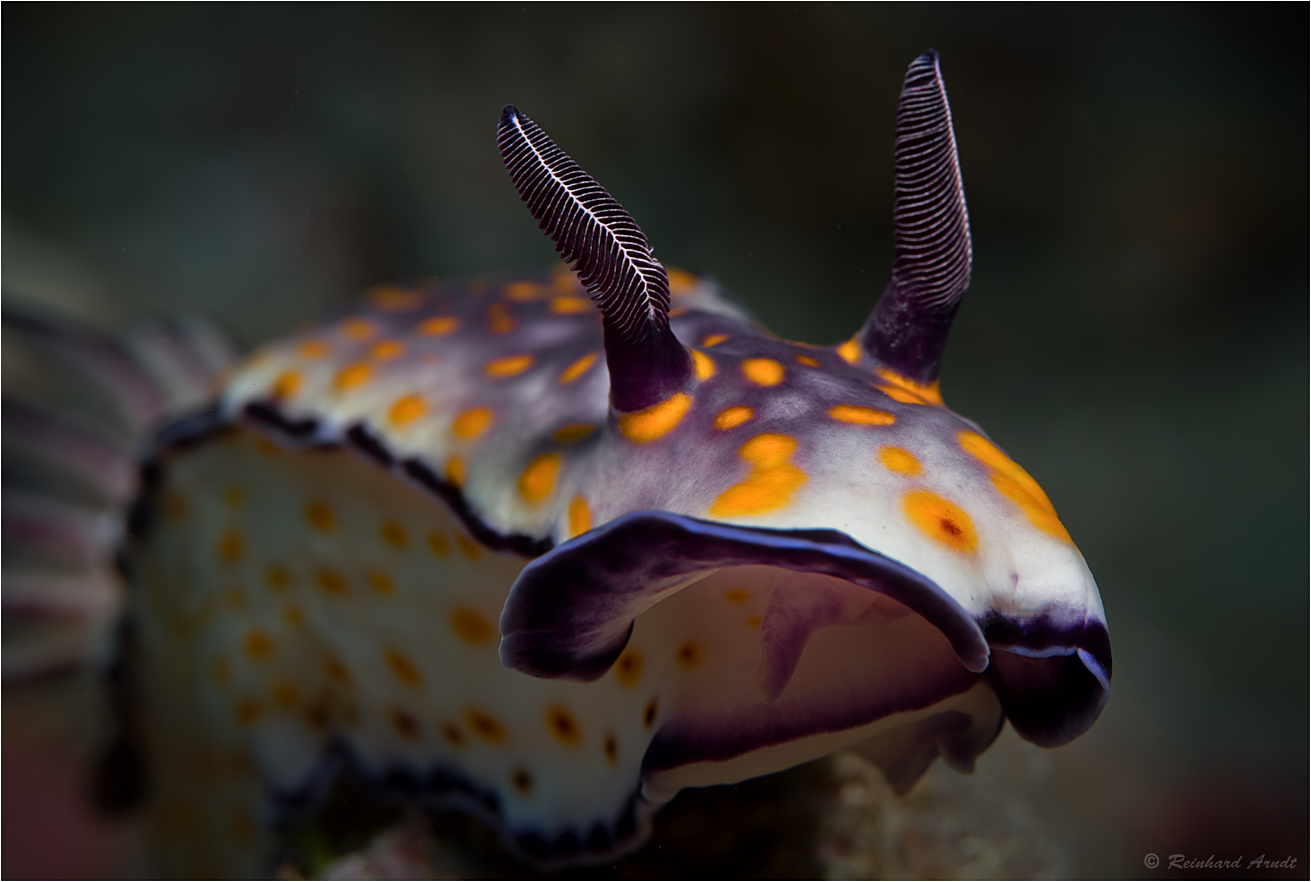 Hypselodoris sp. 12