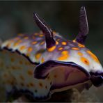 Hypselodoris sp. 12