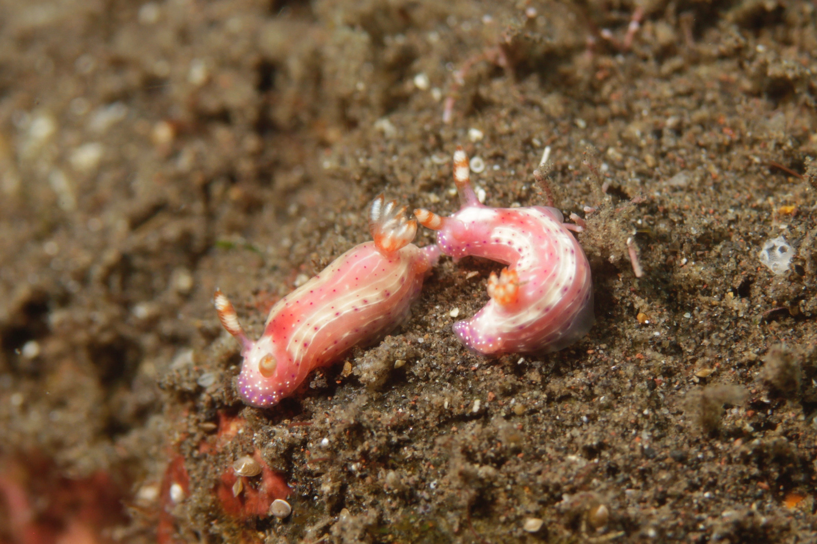 Hypselodoris sp.