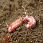 Hypselodoris sp.