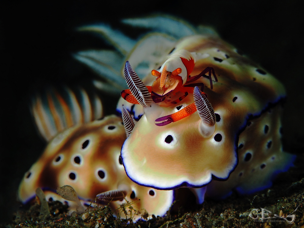 Hypselodoris tryoni