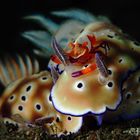 Hypselodoris tryoni