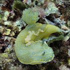 hypselodoris valenciennesi (o elegans o picta)