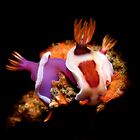 Hypselodoris variobranchia and Hypselodoris iba 