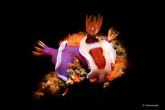 Hypselodoris variobranchia and Hypselodoris iba 