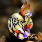 Hypselodoris zephyra