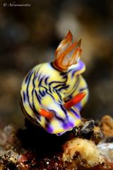 Hypselodoris zephyra