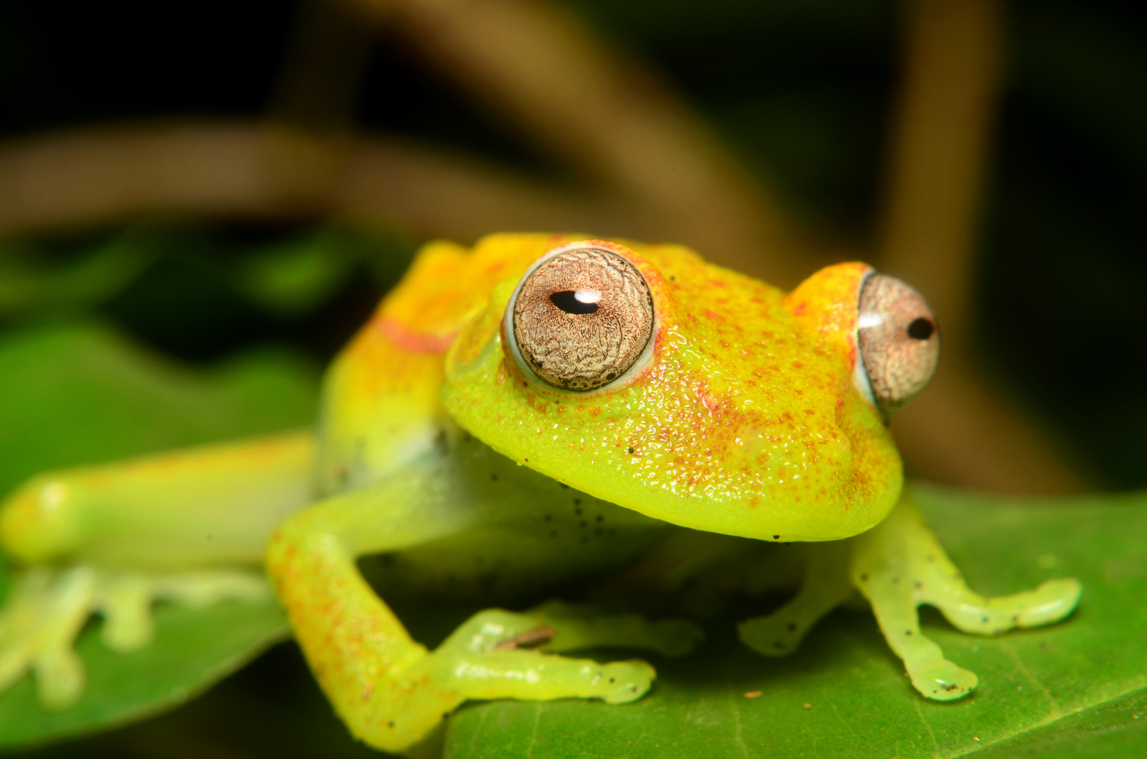 Hypsiboas punctatus