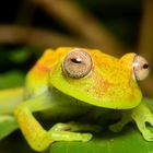 Hypsiboas punctatus