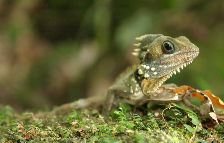 Hypsilurus boydii