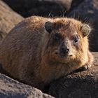 hyrax at the lake of Galilee