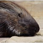 Hystrix cristata müde, Hystrix cristata schlafen....