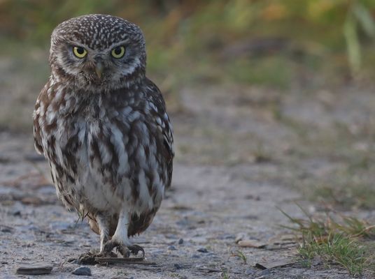 I _A M _W A L K I N G