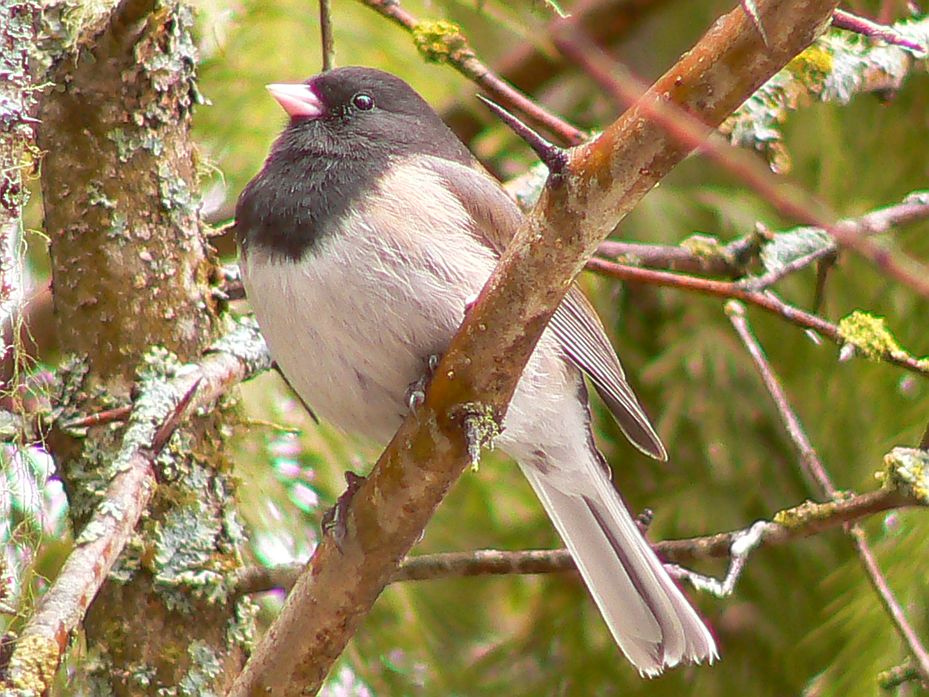 I am a black-eyed Junco