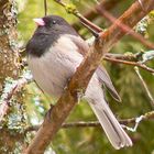 I am a black-eyed Junco