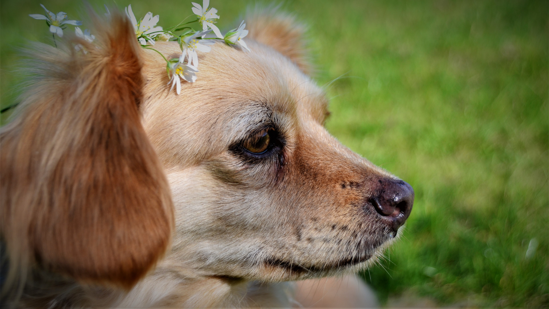 I am a flower power dog....