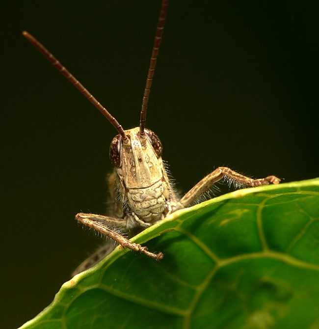 I am a grasshopper!